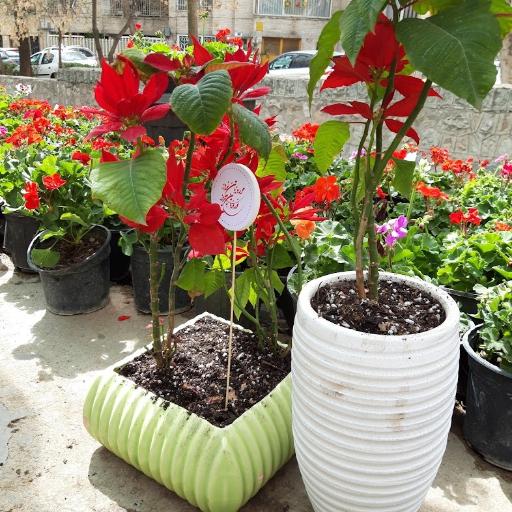 عکس گل فروشی نصیری