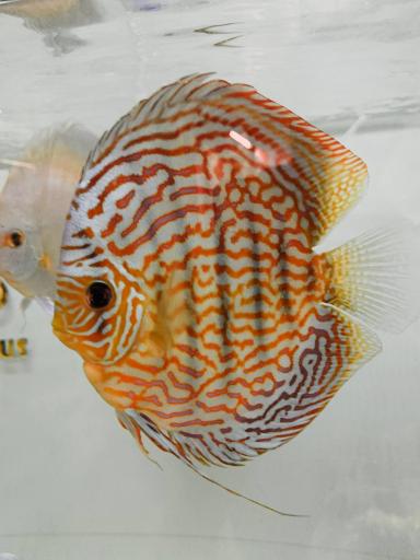 عکس ۱۳دیسکس