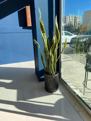 عکس کافه بُوربُون