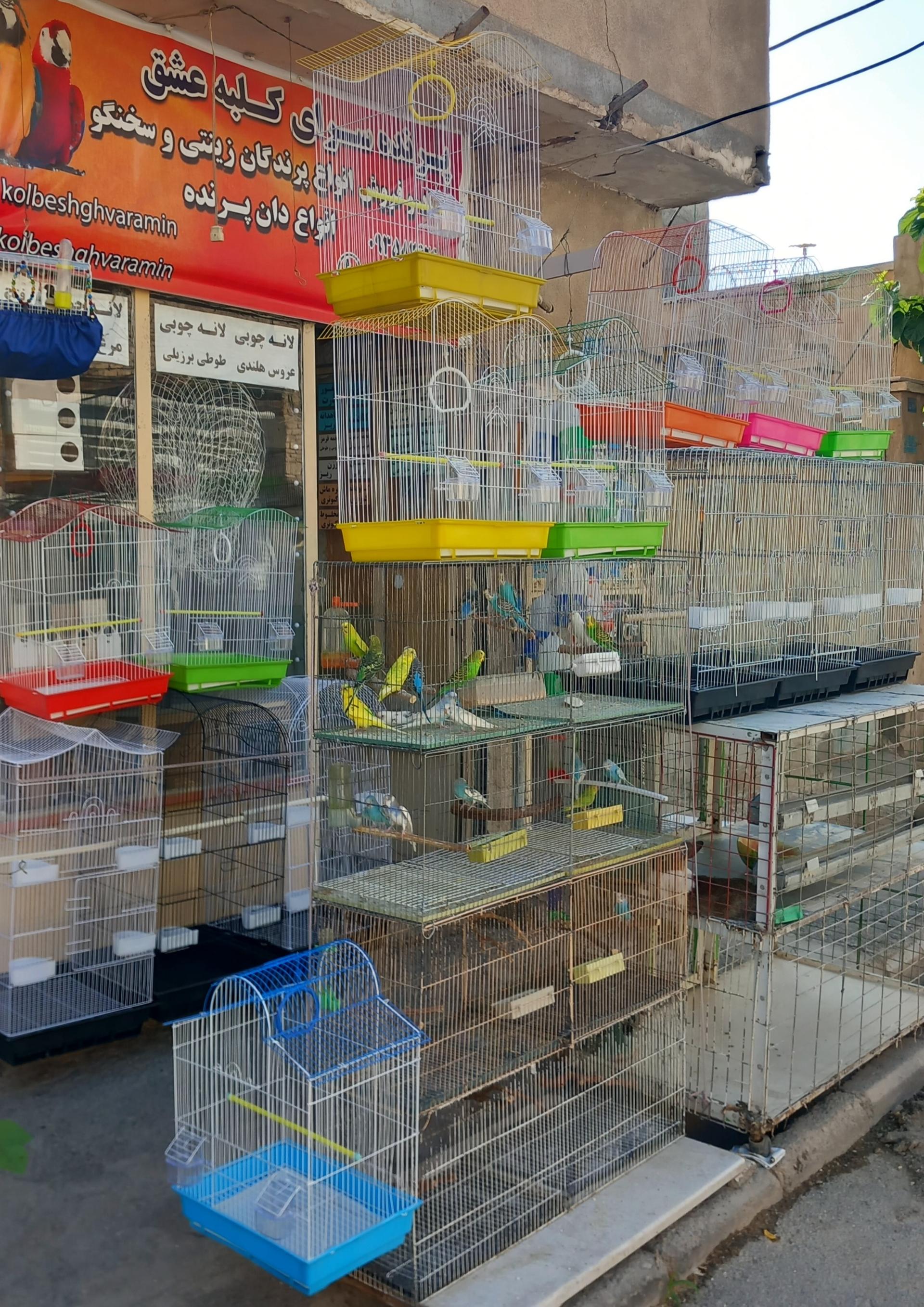 عکس پرنده سرای کلبه عشق 