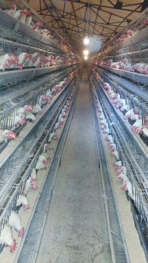 عکس مرغداری تخمگذار چهار فصل 