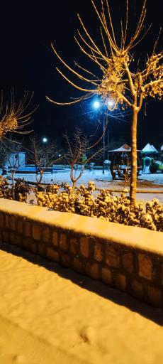 عکس بوستان ارغوان