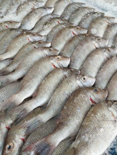 عکس مرکز پروتئین‌شهر