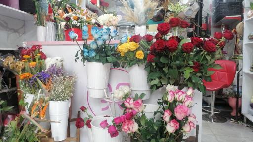 عکس گل فلامینگو 