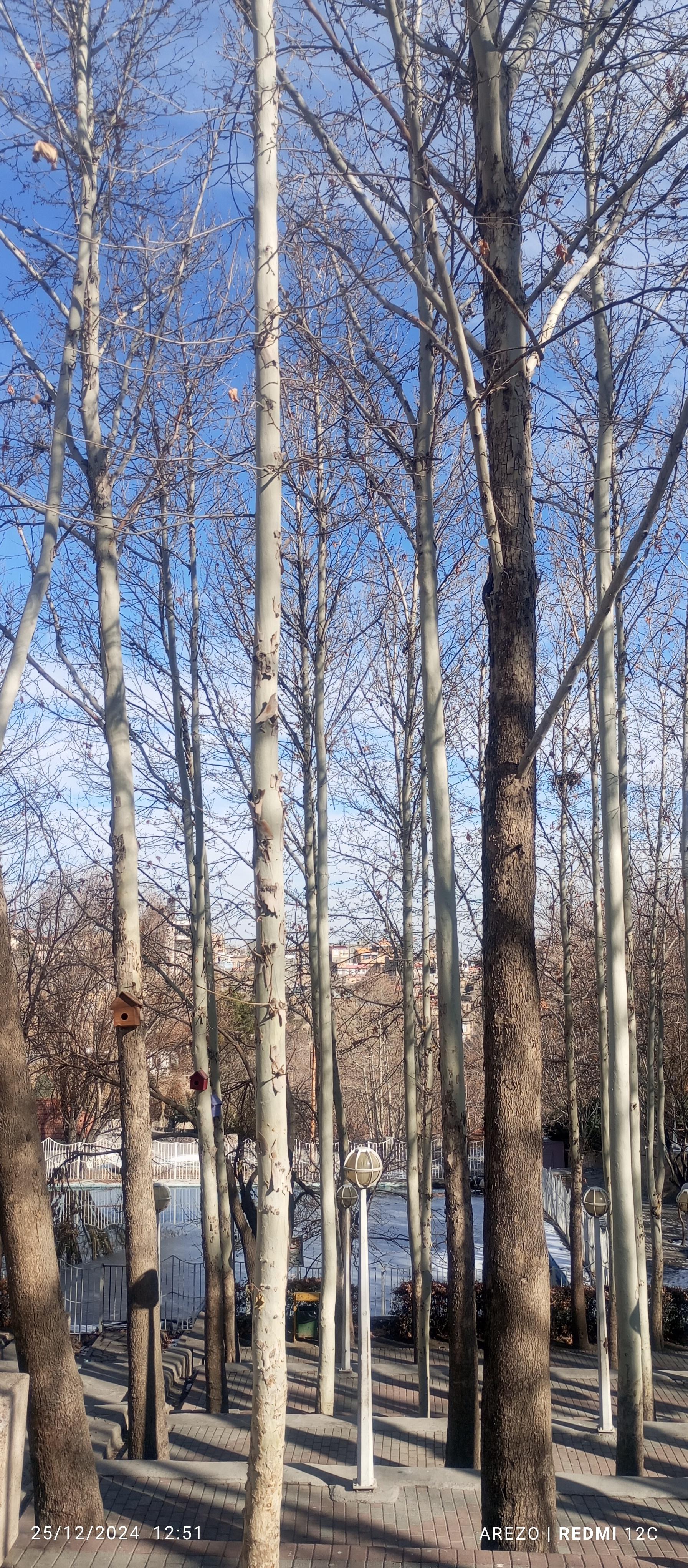 عکس پارک جنگلی شاندیز 