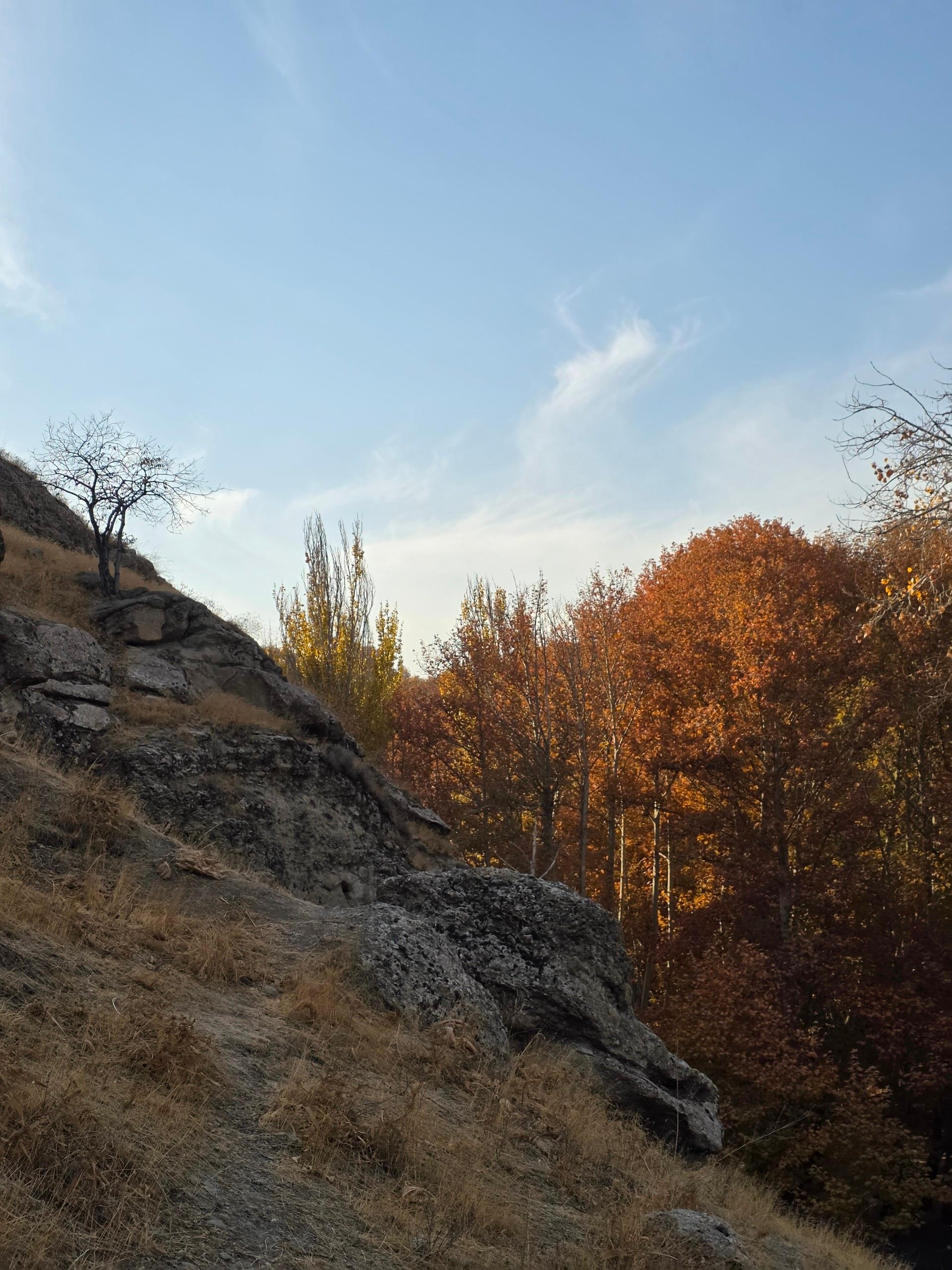 عکس پارک جنگلی شاندیز 