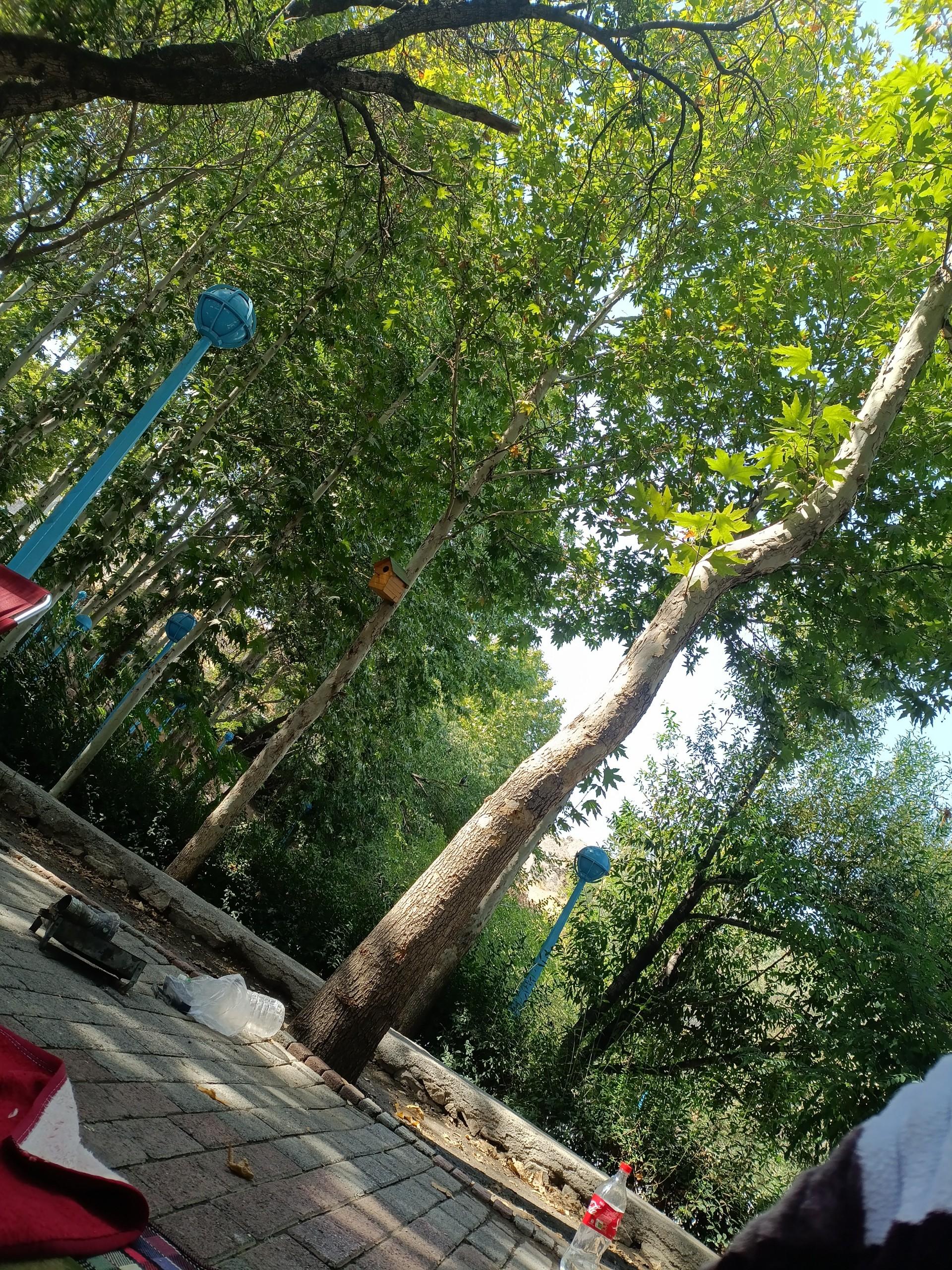 عکس پارک جنگلی شاندیز 