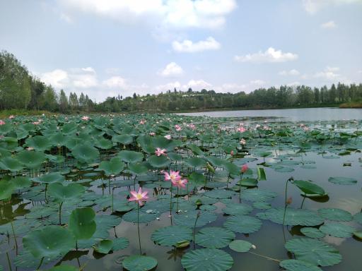 عکس دریاچه نیلوفر آبی