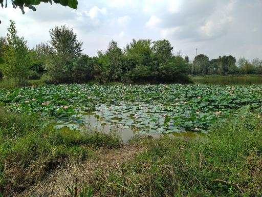 عکس دریاچه نیلوفر آبی