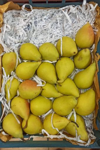 عکس میوه فروشی چهارفصل