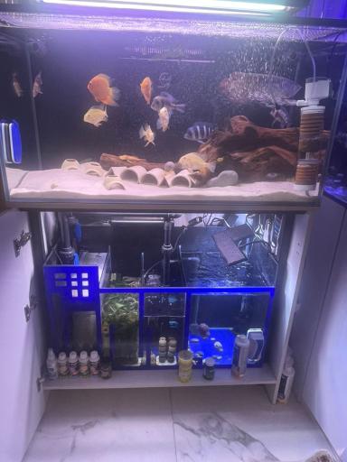 عکس آکواریوم نمو شرق