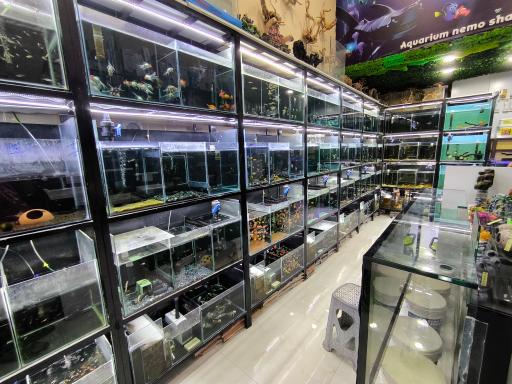عکس آکواریوم نمو شرق