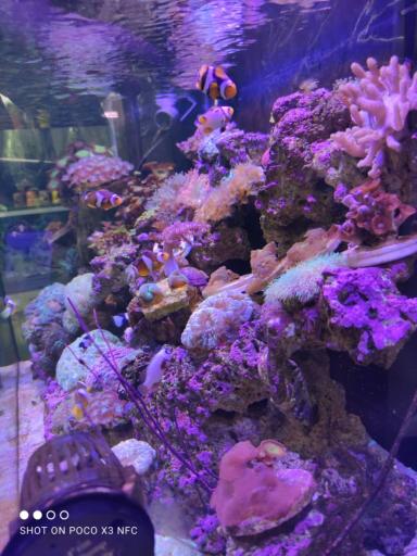 آکواریوم نمو شرق