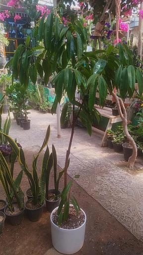 عکس گلسرای اچینو 