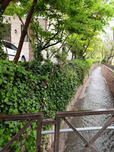 عکس بوستان اطلسی 