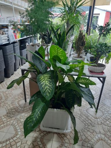 عکس گوگن گلخانه نصیری