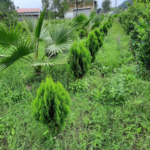 عکس گوگن گلخانه نصیری