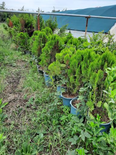 عکس گوگن گلخانه نصیری