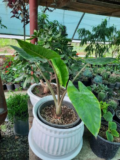 عکس گوگن گلخانه نصیری