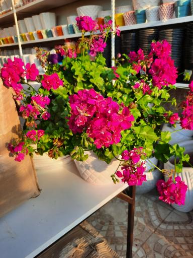 عکس گوگن گلخانه نصیری