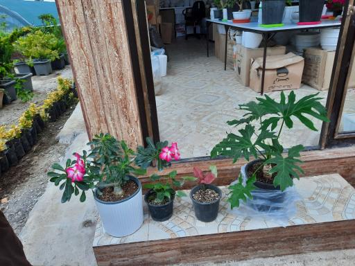 عکس گوگن گلخانه نصیری