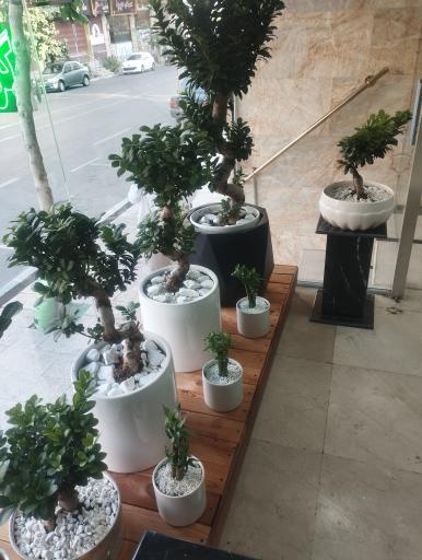 عکس گل فروشی موگه