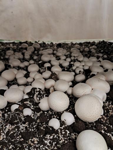 عکس قارچ رباط