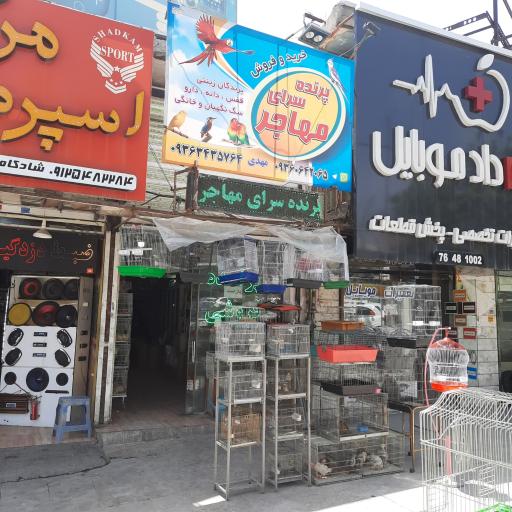 عکس پرنده سرای مهاجر