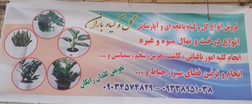 عکس گل و گیاه آپارتمانی باران