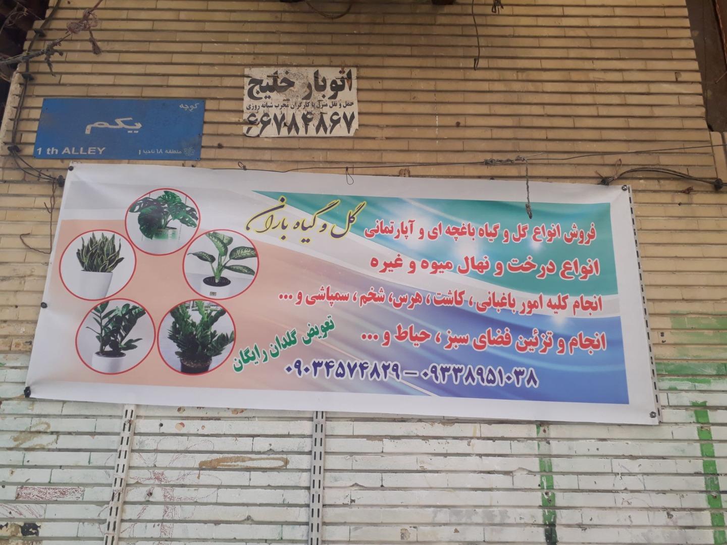 عکس گل و گیاه آپارتمانی باران
