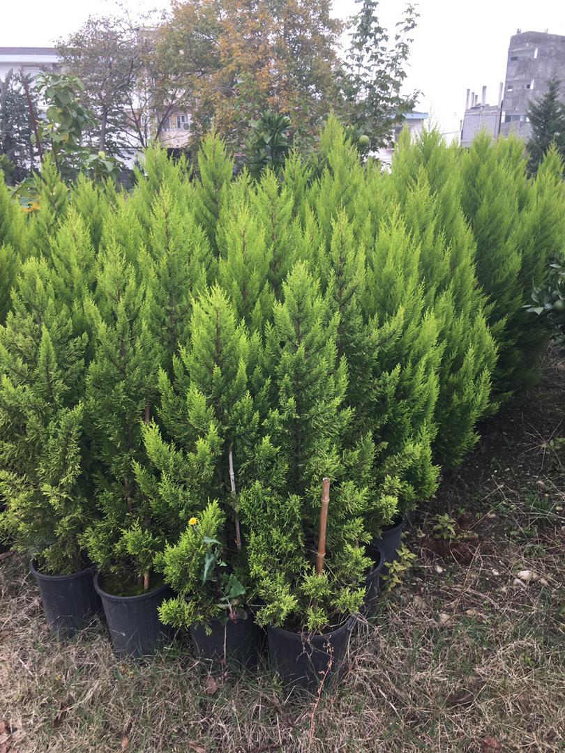 عکس گلکده ژیوار