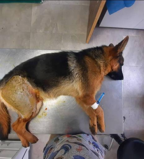 عکس کلینیک دامپزشکی آرا 