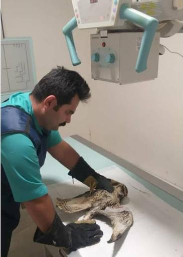 عکس کلینیک دامپزشکی آرا 