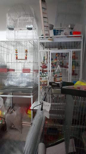 عکس شهر حیوانات