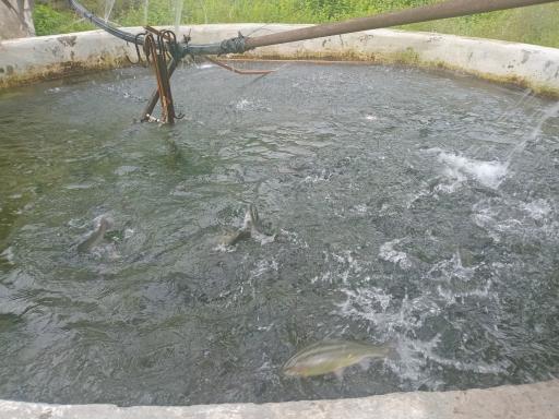 عکس استخر پرورش ماهی