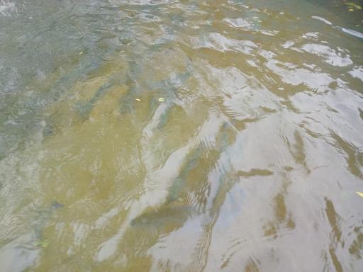 عکس استخر پرورش ماهی