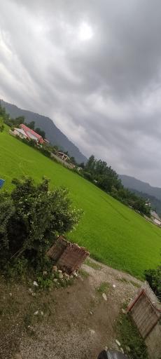 عکس دارباغ