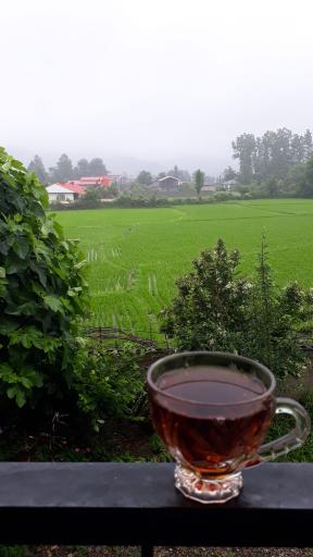 عکس دارباغ