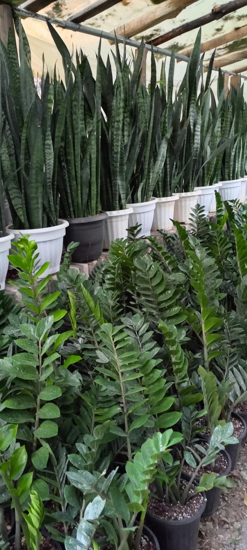 عکس گلخانه‌ منظریه 