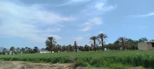 عکس کهنوج