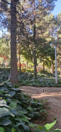 عکس بوستان علوی