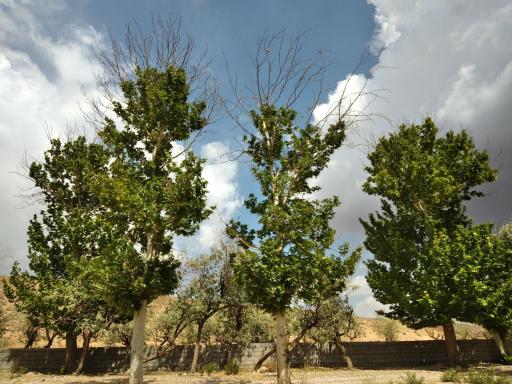 عکس کهنوج