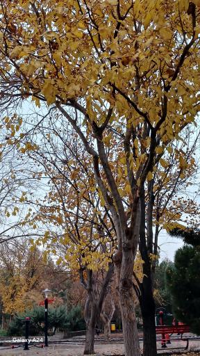 عکس بوستان علوی