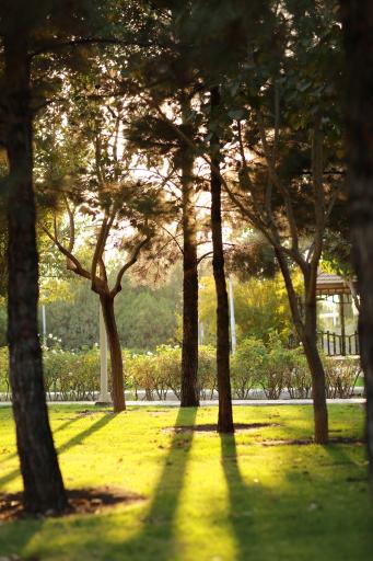 عکس بوستان علوی