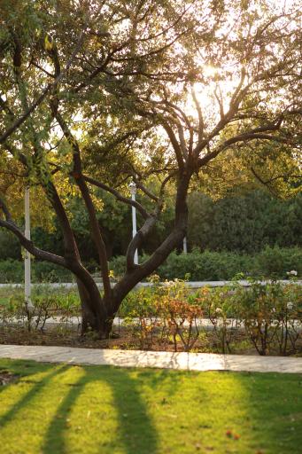 عکس بوستان علوی