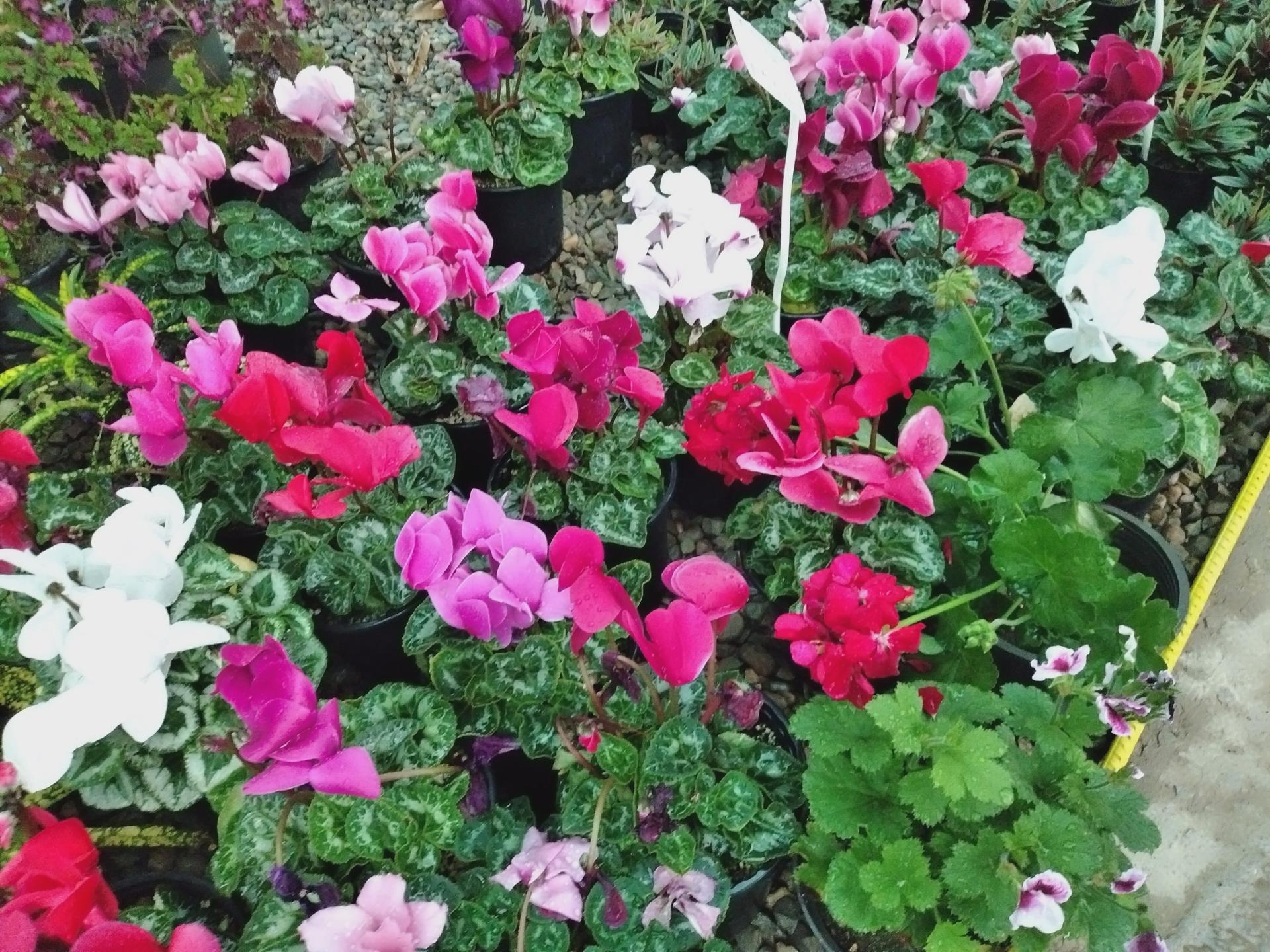 عکس گلخانه گیاهان استوایی 