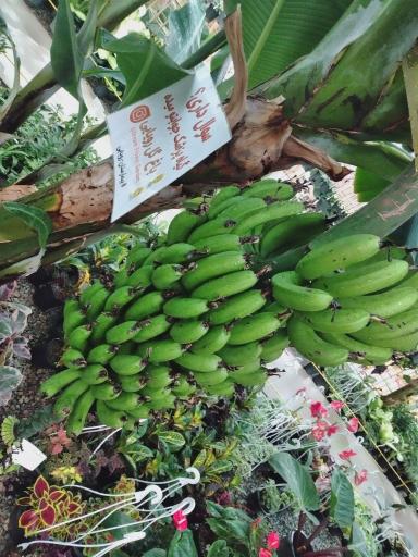 عکس گلخانه گیاهان استوایی 