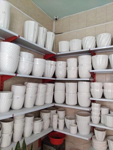 عکس عرضه گل و گلدان آپارتمانی طلایی