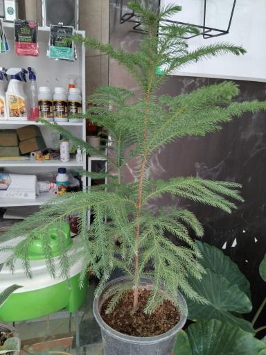 عکس عرضه گل و گلدان آپارتمانی طلایی