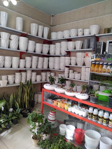 عکس عرضه گل و گلدان آپارتمانی طلایی